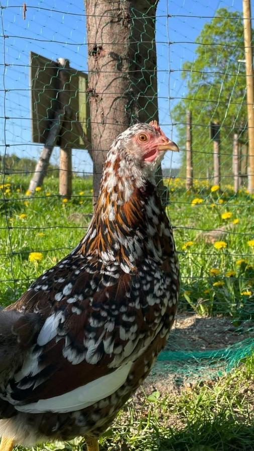 Agroturystyka,, Ranczo Kruszynki" Stronie Śląskie Kültér fotó